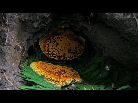 Reiner Waldhonig – Geschmacklich Überlegen Gegenüber Zuchthonig