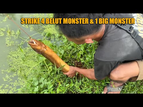 THIS IS THE SEASON FOR MONSTER EELS TO COME OUT OF THEIR NEST