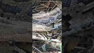 Python's Ambush: Catching a Hog Deer