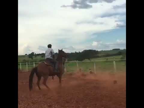 Os melhores tombos de cavalo e boi