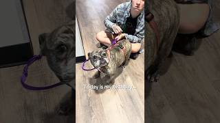 Video preview image #1 French Bulldog Puppy For Sale in Huntley, IL, USA