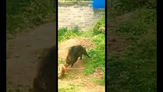 Download lagu pertarungan babi vs anjing mp3 Download lagu pertarungan babi vs anjing mp3