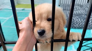 The puppy who ate the first meal was like an angel. Golden retriever Bisuke(50 days after birth)