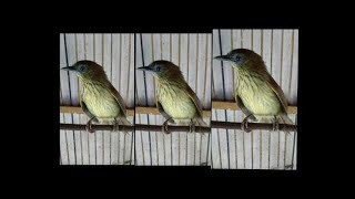 Download lagu suara ciung air betina gacor | part 2 mp3