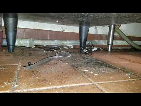 Cockroaches Can Stand the Heat in Freehold, NJ