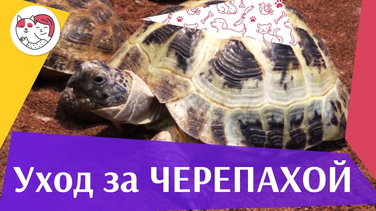 5 особенностей ухода за золотистым ретривером