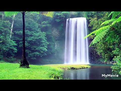 simply smooth forest horizon 👌music