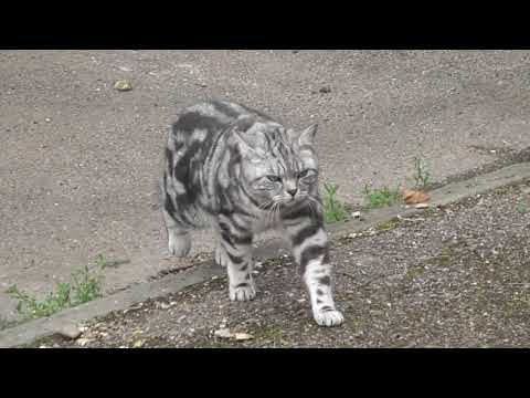 Annoying Cat always trying to kill birds in cambridge UK 9jul21 1120a