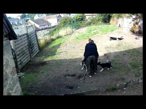 Blog N°19 : Mes animaux 2016 N:1  mes  deux chiennes border collie