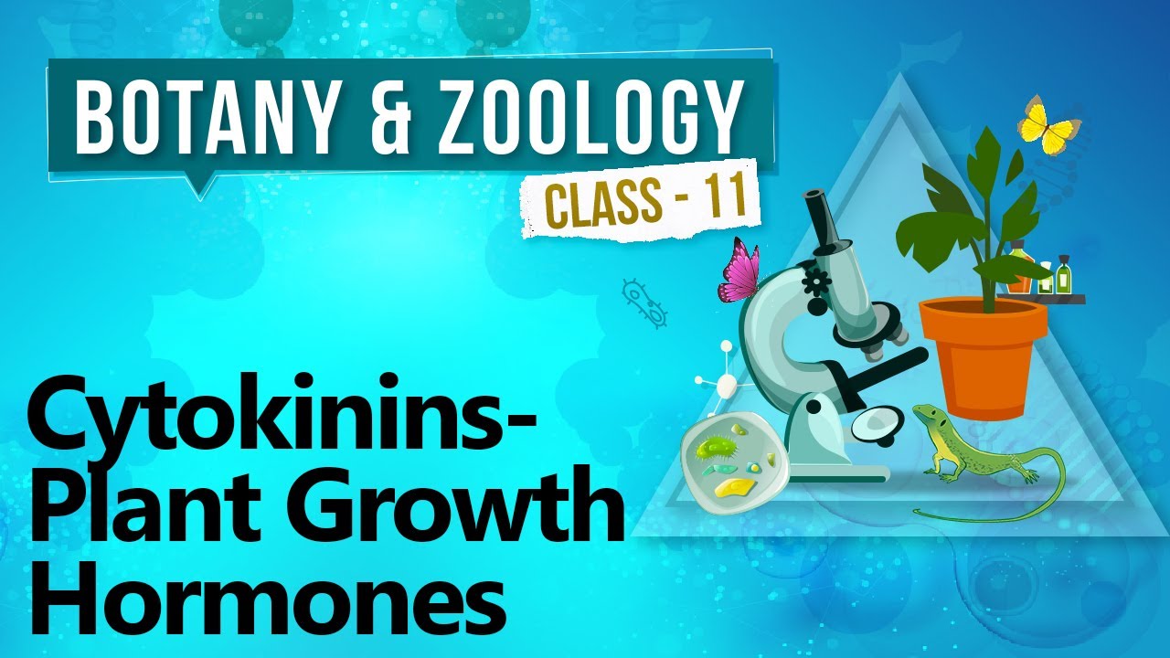 Cytokinins - Plant Growth Hormones - Plant Growth and Development - Biology Class 11