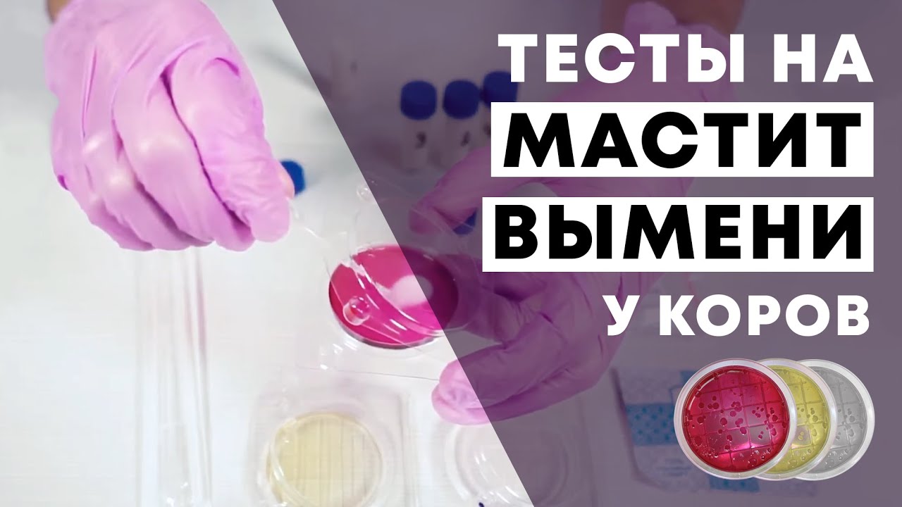 «Петритест МастиБиоТест» - определение бактерий, вызывающих мастит у коров