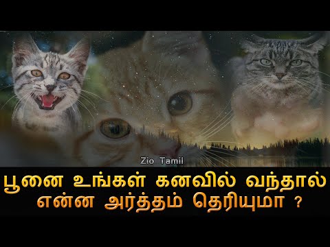 பூனை உங்கள் கனவில் வந்தால் என்ன அர்த்தம் தெரியுமா ? | Meaning of Cat in your dream | Zio Tamil