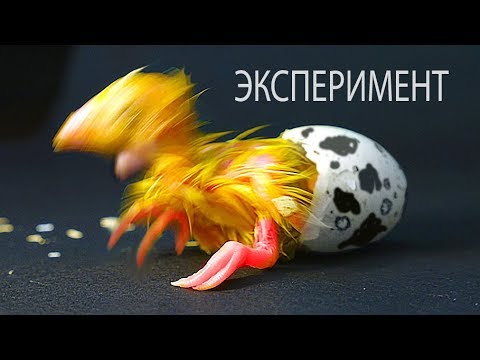 , title : 'ЭКСПЕРИМЕНТ. ЧТО ВЫЛУПИЛОСЬ ИЗ ЯЙЦА?'