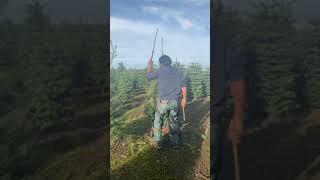 Trimming Christmas Trees. Cutting trees for Holiday Season.