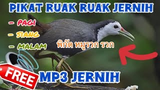 Download lagu Suara ruak ruak super jernih🔊🔴bikin lawan emosi‼️| waterhen sound mp3