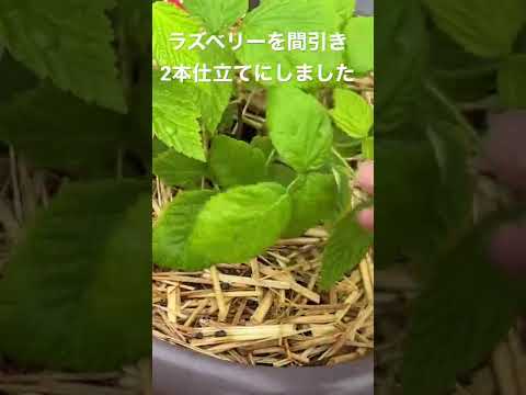 ラズベリーの茂みをトレリスする方法は？ベリーの成長にはサポートが不可欠ですか?ビデオ  庭園