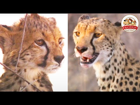 チーター: 予想よりも丈夫