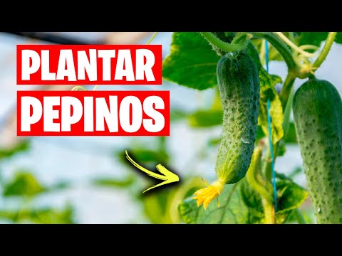 , title : 'Como Plantar Pepinos en el Huerto o Jardín 🥒 ¡Cultiva Toneladas de Pepinos! | La Huerta de Ivan'