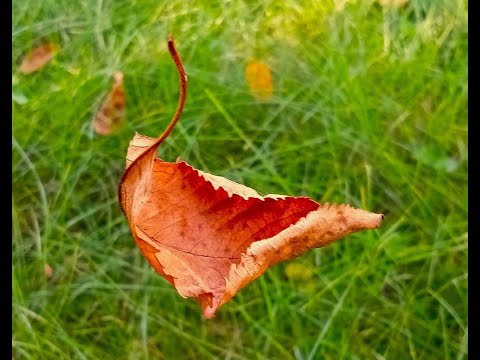 Suspended Leaf (a study in color & contrast) -  M. Ricciardi