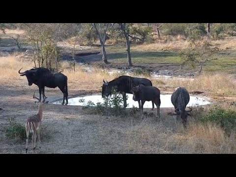 Djuma: Wildebeests being watched by Impala ram - 16:09 - 08/25/20