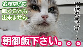 空腹過ぎて立って歩くのもままならない野良猫が餌を欲しさに我が家に来た