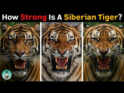 How Strong Is A Siberian Tiger Compared to Other Tigers?