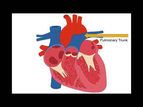 What are the major vessels of the heart?