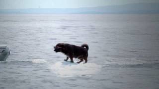 preview picture of video 'Hund surft vor Opatija'