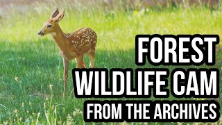LIVE 24/7 Forest Wildlife Feeder Cam 🦌 Deer, Turkey & More! 🌲 Relaxing Nature Feed | Fernwood Hills