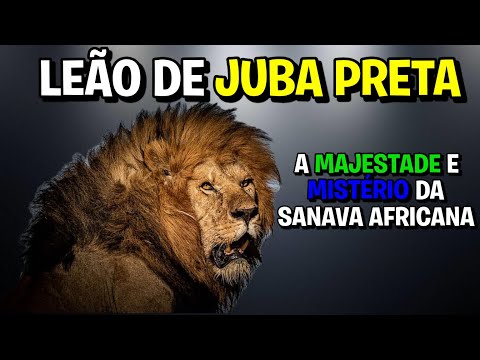 Leão de Juba Preta: a majestade e o mistério da savana africana