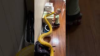 ¡Este niño convive con una serpiente albina como si fuera un perro!😱#shorts