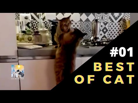 BEST OF CAT #1