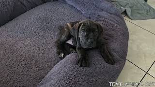 Video preview image #5 Cane Corso Puppy For Sale in SAINT AUGUSTINE, FL, USA