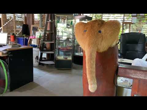 The Most Strange Elephant Ever - ElephantNews