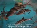 Pimelodus ornatus Pimelodus ornatus