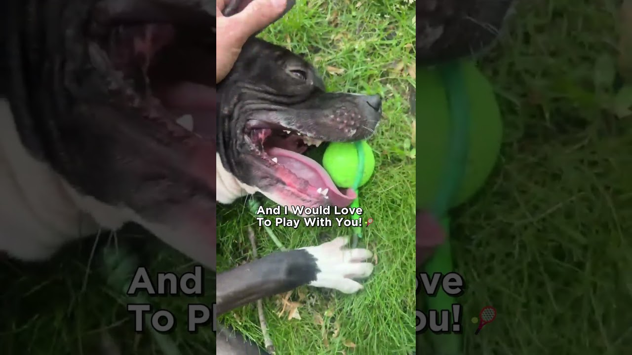 Cheese, a ADOPTABLE Pit Bull Terrier in Naperville, IL video 2/5