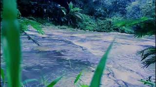 Sleep Experts Reveal Secret to Deeper Sleep with Nature Sounds