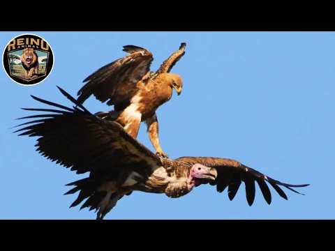 Sky Killers: The Mystery of Vultures, Eagles and Hawks #wildanimals | Reino Animal