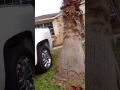 Clump IMG Tree