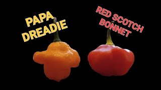 Papa Dreadie Scotch Bonnet vs Red Scotch Bonnet Pepper