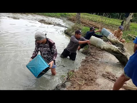 nilimas na lahat Ang isda,sa pond walang isdang natira