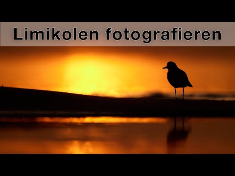 Gelingt mir das Traumfoto?  Limikolen am Strand fotografieren (Tipps & Tricks)