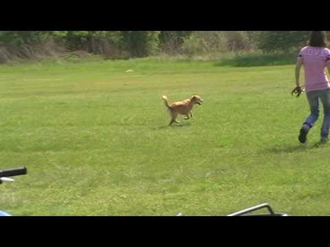 VII. Jótékonysági Coursing Verseny/ Kawan 2. rontott futam :)