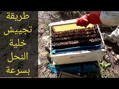 , title : 'تربية النحل طريقة تجييش خلية النحل بسرعة في الشهر الثاني 2020'