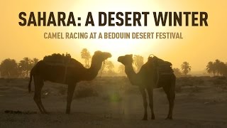 Sahara: A Desert Winter. Camel racing at a Bedouin desert festival