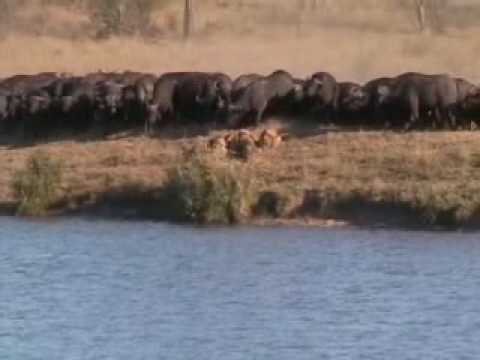 Battle at Kruger