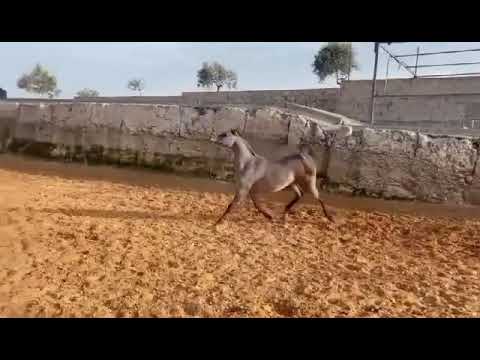 Moth’hilat Haifa ( Wadee AlShaqab X Haifa Jamal ) 8/2019 filly