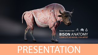 Bison Anatomy Model video thumbnail