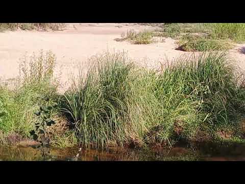 Costanera del Río Panaholma en Cura Brochero, Traslasierras, Córdoba.#curabrochero 