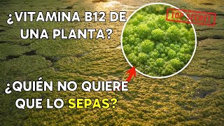 ¿LA PLANTA CON MÁS PROTEÍNA QUE LA CARNE QUE SE DUPLICA CADA 48 HORAS?